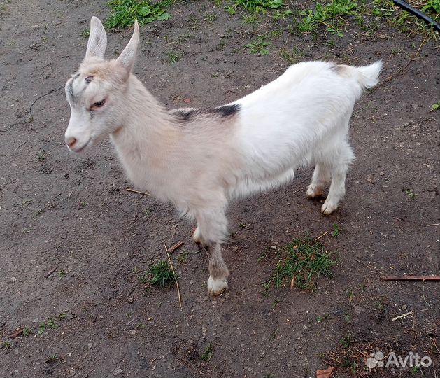 Альпийская козочка