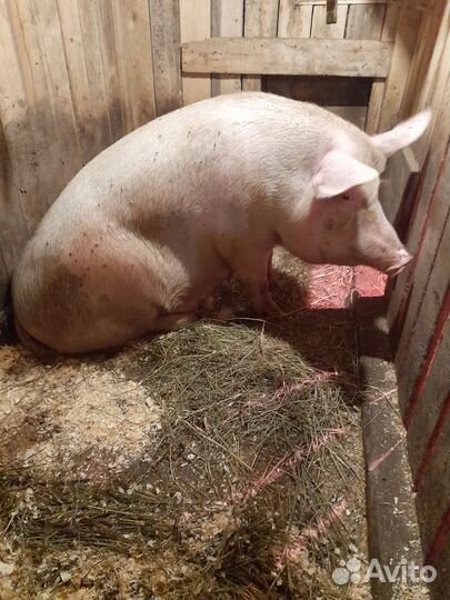 Свиноматка и поросята