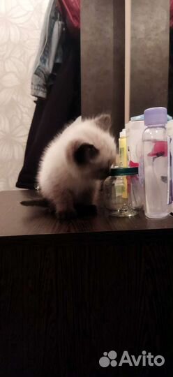 Сиамские котята