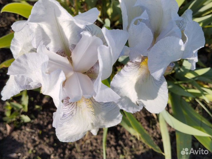 Ирис(бронь) Ромашка (бронь), Овсянница