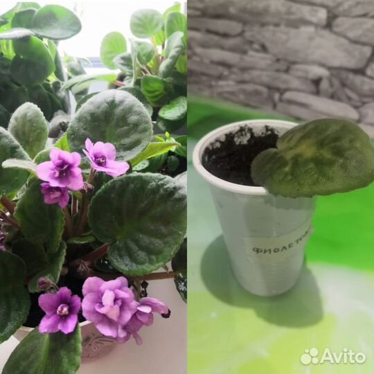 Комнатные растения цветы