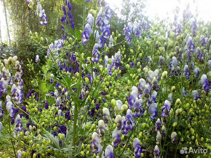 Аконит сорт Биколор