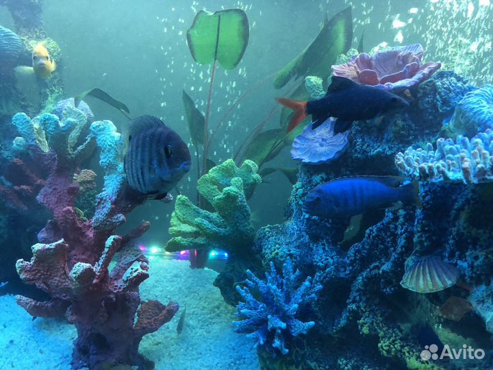 Обслуживание и чистка аквариума