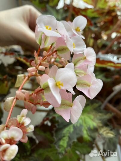 Бегония Клеопатра (детки)