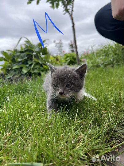 Отдам котят в добрые руки