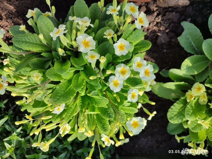 Примула многолетняя