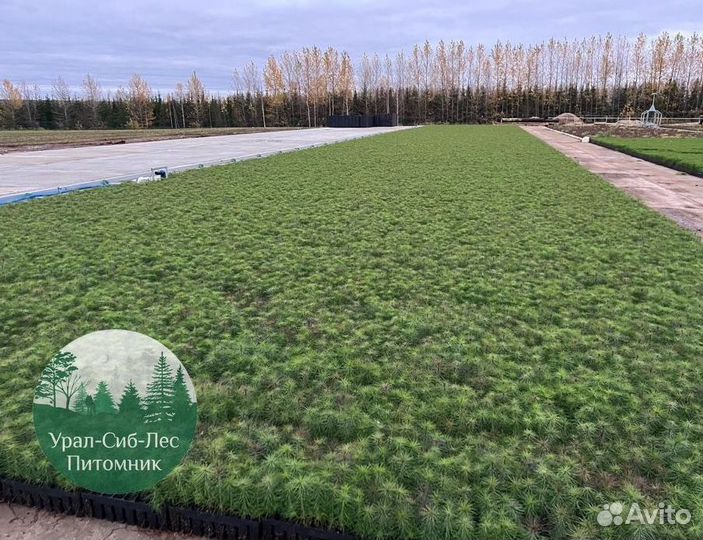 Сеянцы зкс Сосна окс Ель Лиственница Горная