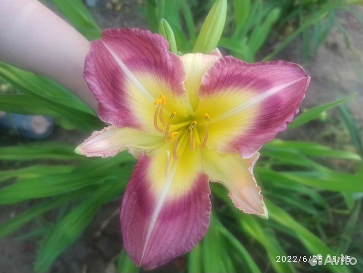 Лилейники набором