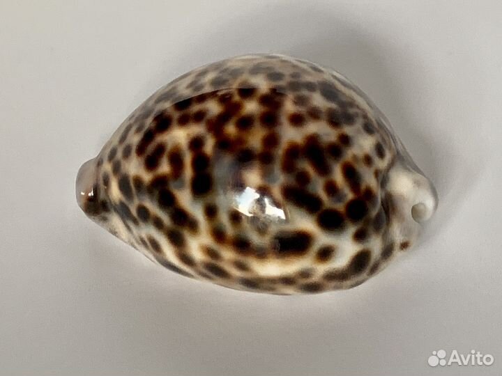 Ракушка морская