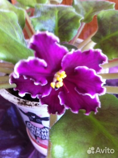 Комнатные цветы фиалки