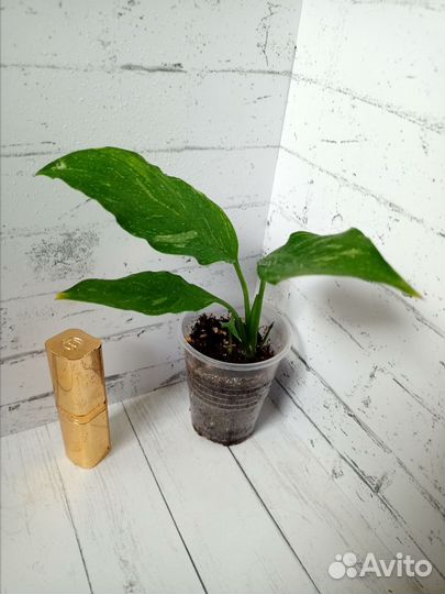 Спатифиллум Домино