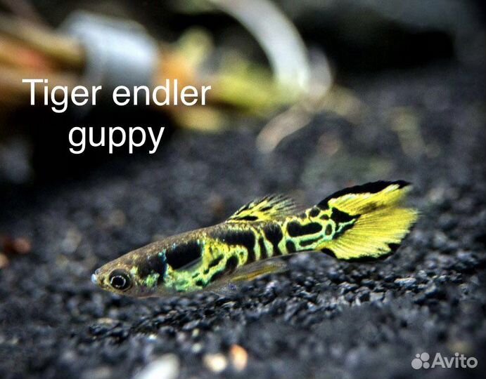 Крабы-вампиры. Гуппи Эндлера чистые линии