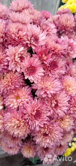 Хризантемы мультифлора/корейская