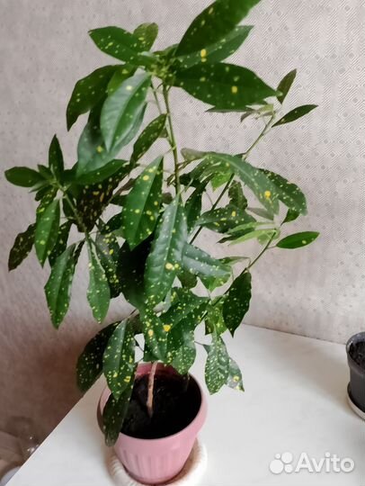 Кротон Аукуба