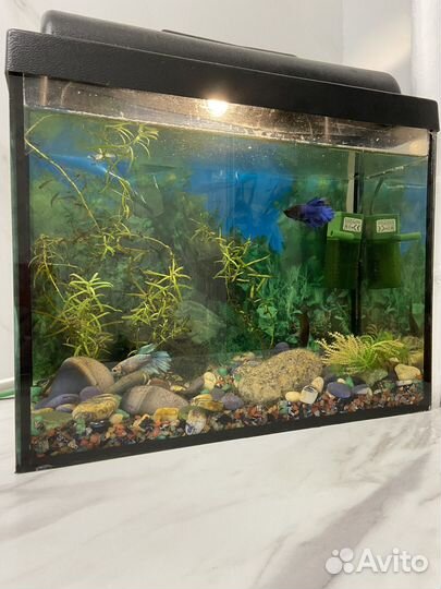 Аквариум 10 л с рыбками