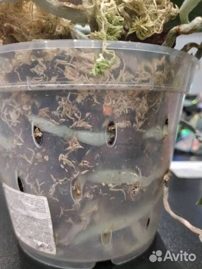 Орхидея Легато