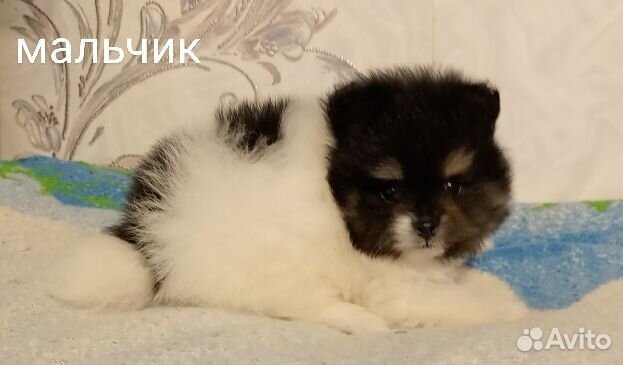 Шпиц Миник Мальчик Медвежонок