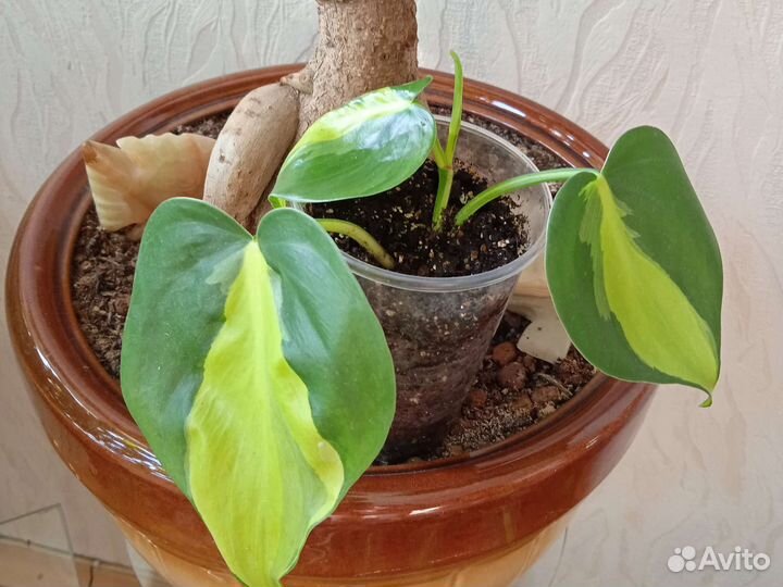 Филодендрон сканденс бразил