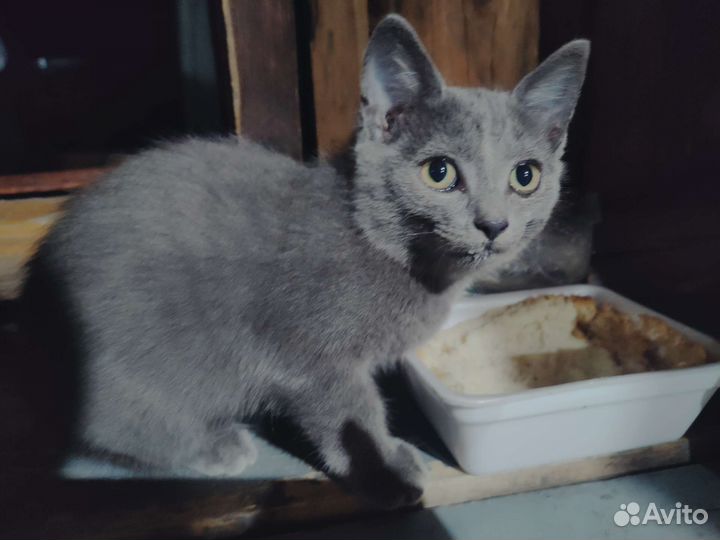 Котики в дар