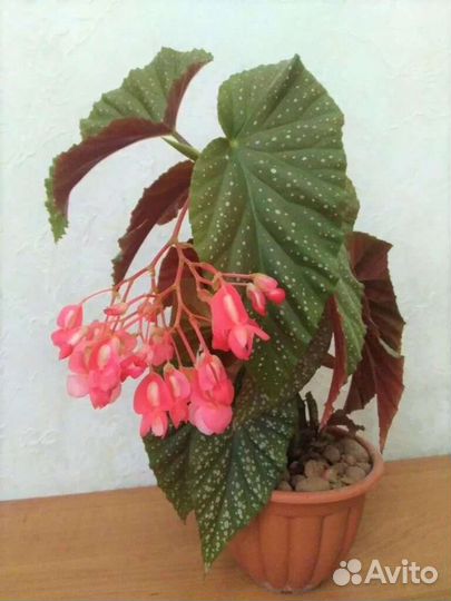 Бегония пятнистая