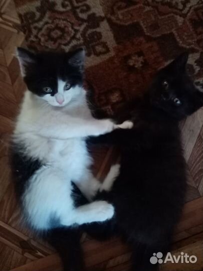 2 Котенка-милашки
