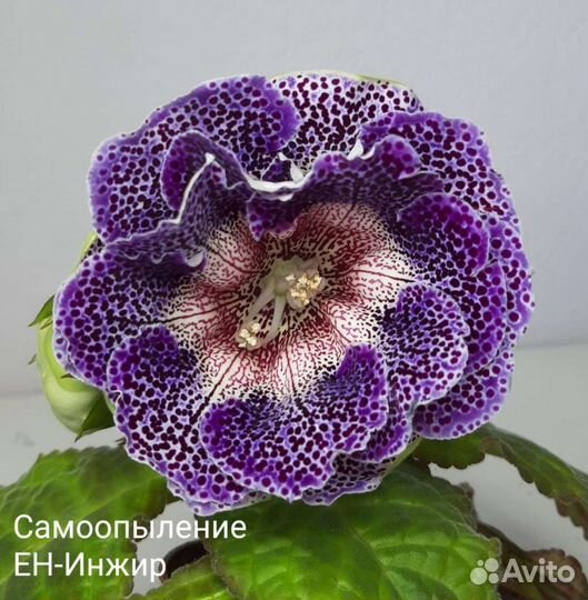 Семена глоксиний