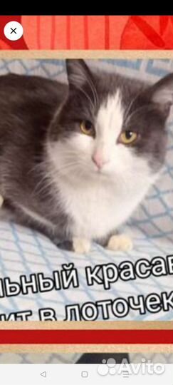 Кошечки и котики