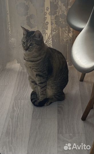 Отдам кота в добрые руки