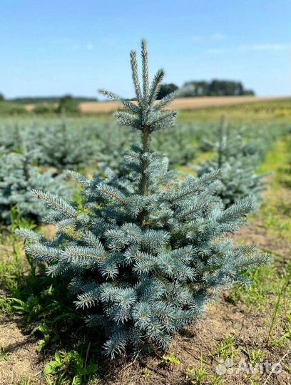 Ель голубая