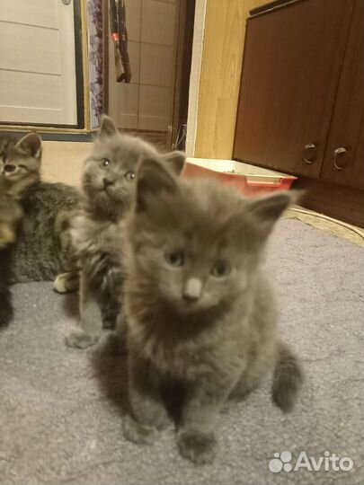 Отдам в добрые руки