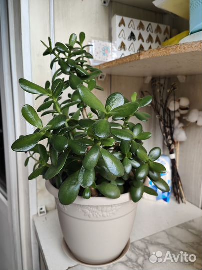 Красула толстянка