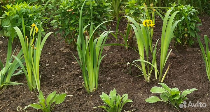 Ирис желтый