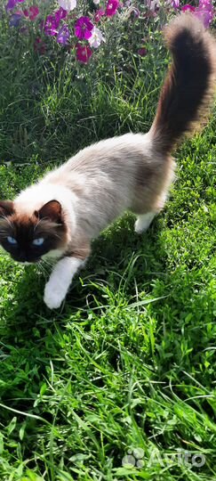 Кошечка в добрые руки