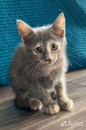 Очаровательные девочки Аля и Ляля в добрые руки