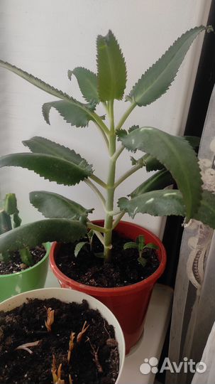 Комнатные растения