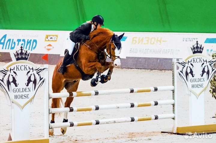 Ахалтекиненская кобыла и полукровный жеребец