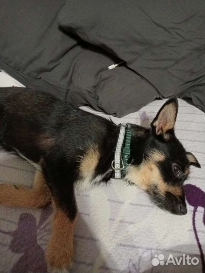 Собака в добрые руки