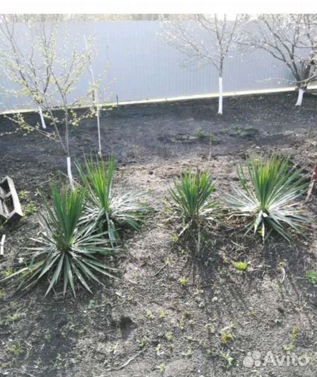 Юкка сабельная