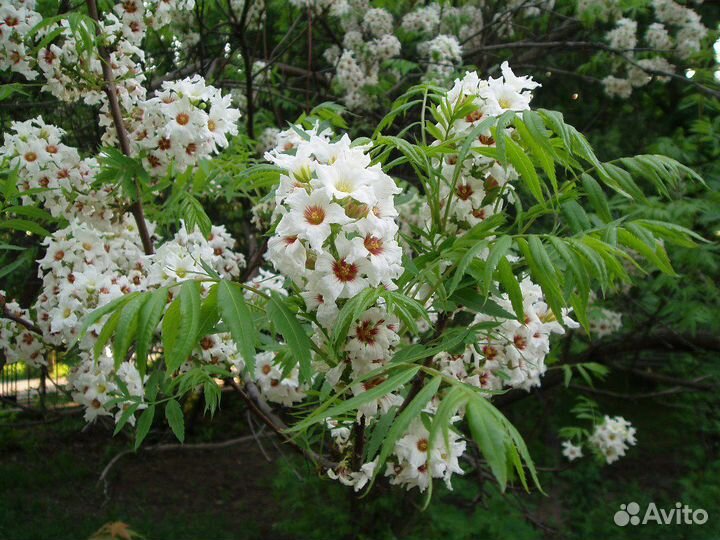 Чекалкин орех, семена (Ксантоцерас Рябинолистный)