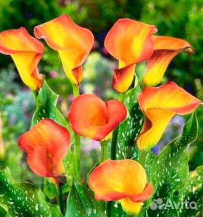 Клубни каллы оптом