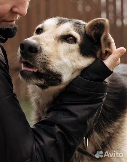 Михаил Верный друг и компаньон в поисках семьи