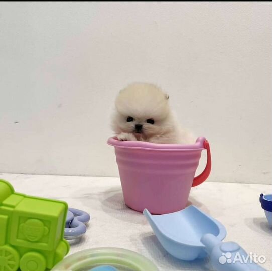 Микро и Мини Мишки