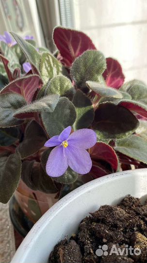 Фиалка в горшках