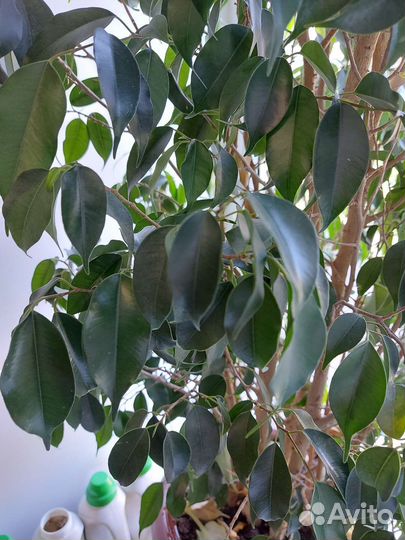 Фикус бенджамина