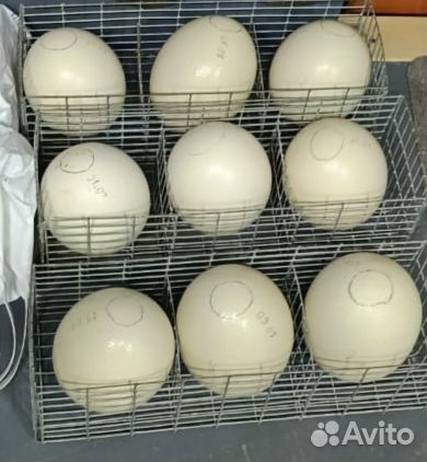 Страусиное яйцо
