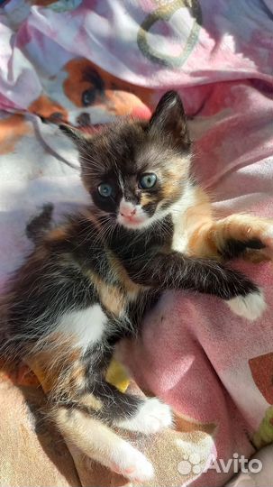 Котик и кошечка