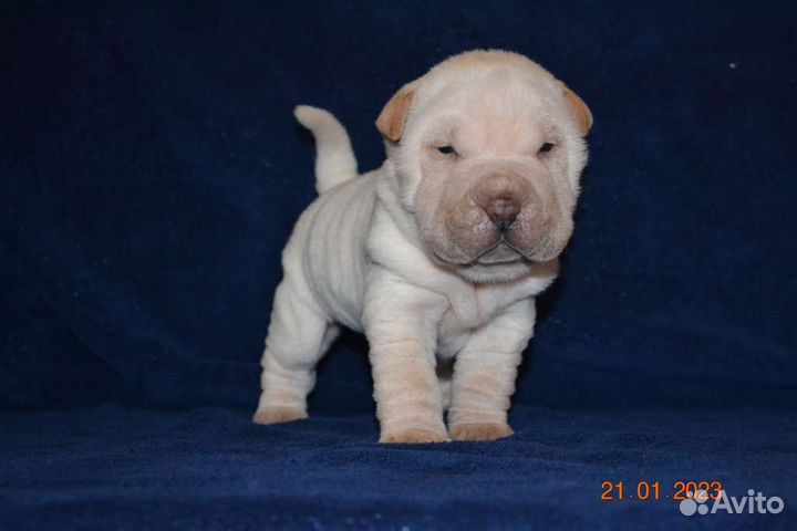 Мальчик кремовый