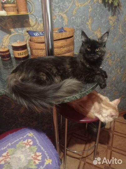 Котенок мейкун мальчик