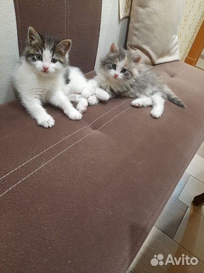 Кошка в дар бесплатно