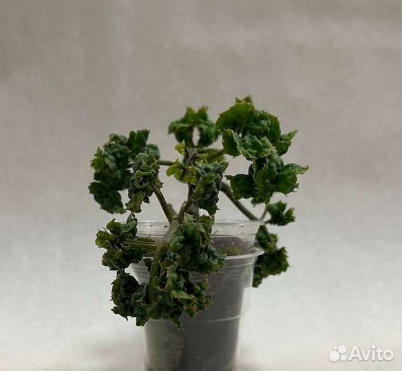 Палисциасы